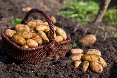 Erntezeit: Kartoffeln wachsen nicht auf Bäumen